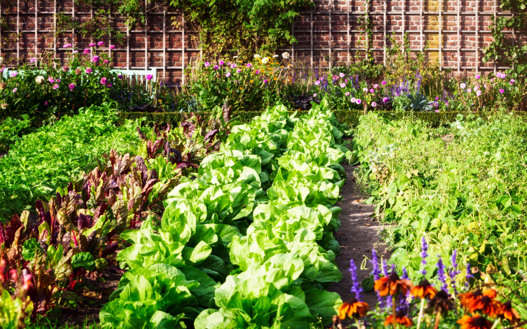 Companion Planting: Vegetables That Thrive Together