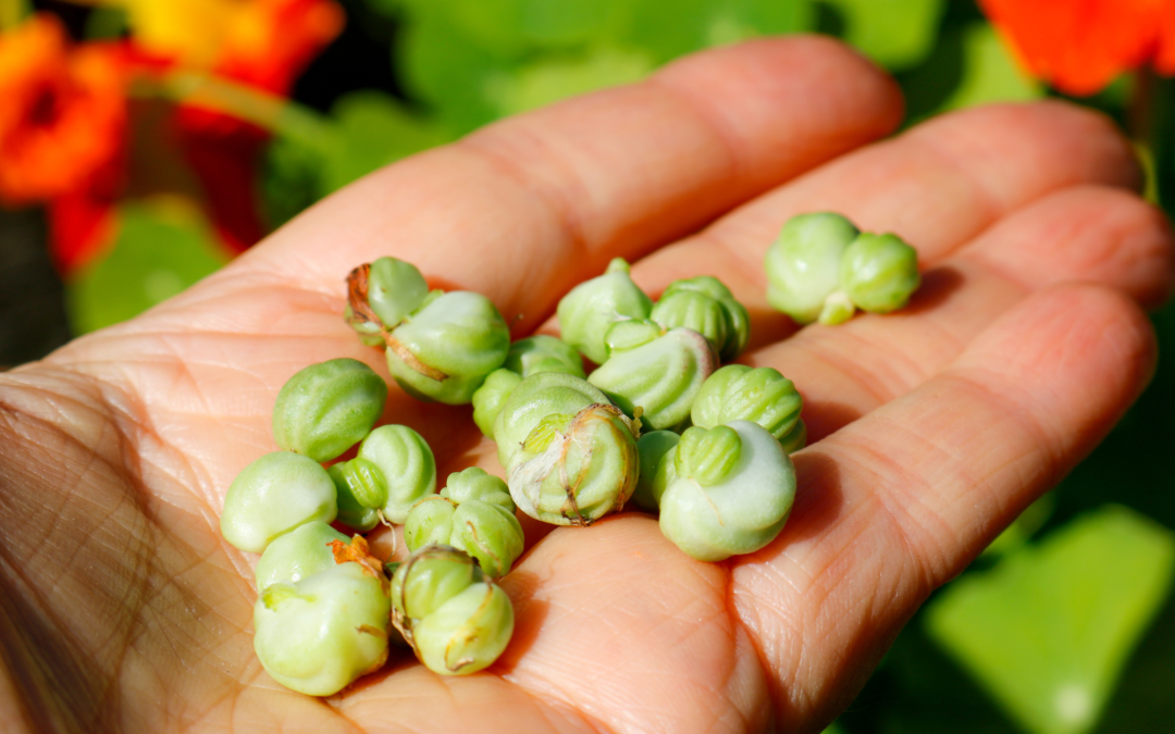 Seed Saving Made Simple: Collecting and Preserving Seeds from Your Garden