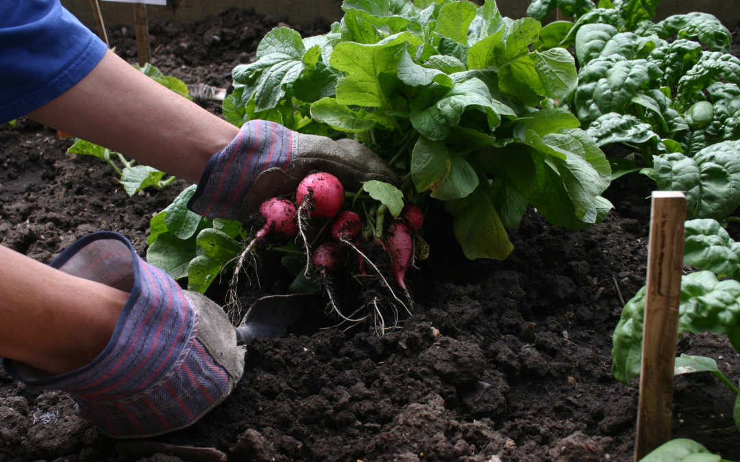 Organic Vegetable Gardening: Tips for Chemical-Free Growing