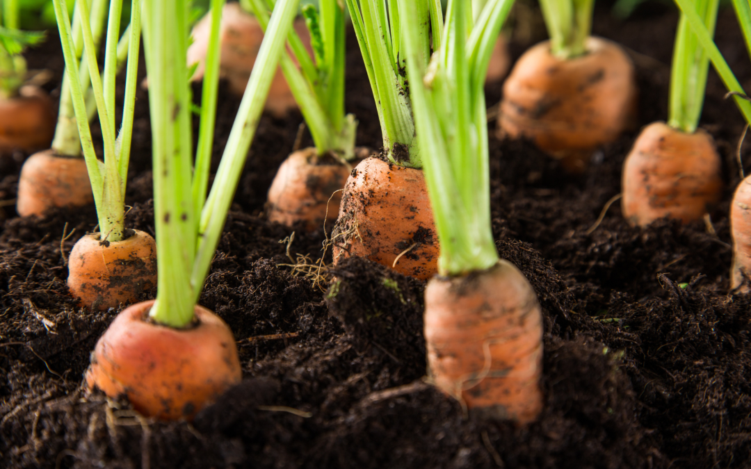 Start Your Garden: The Best Vegetables for Beginners